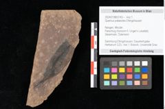 Foto (Objekt + Etikett) von Quercus palaeoilex Ettingshausen (NHMW-GEO-2024-0188-0743)